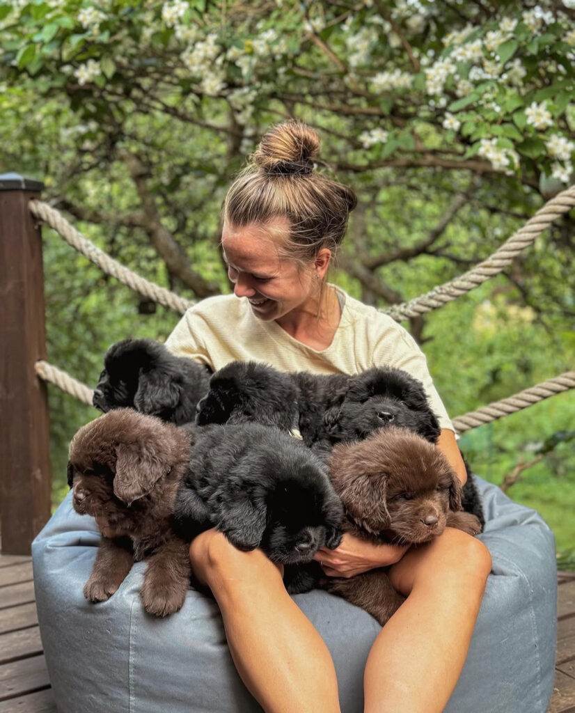 newfoundland puppies