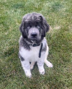 STANLEY / MALE