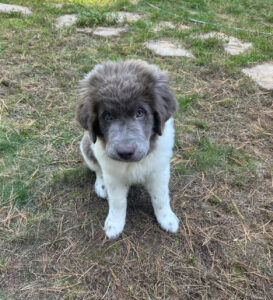 SUZIE / FEMALE