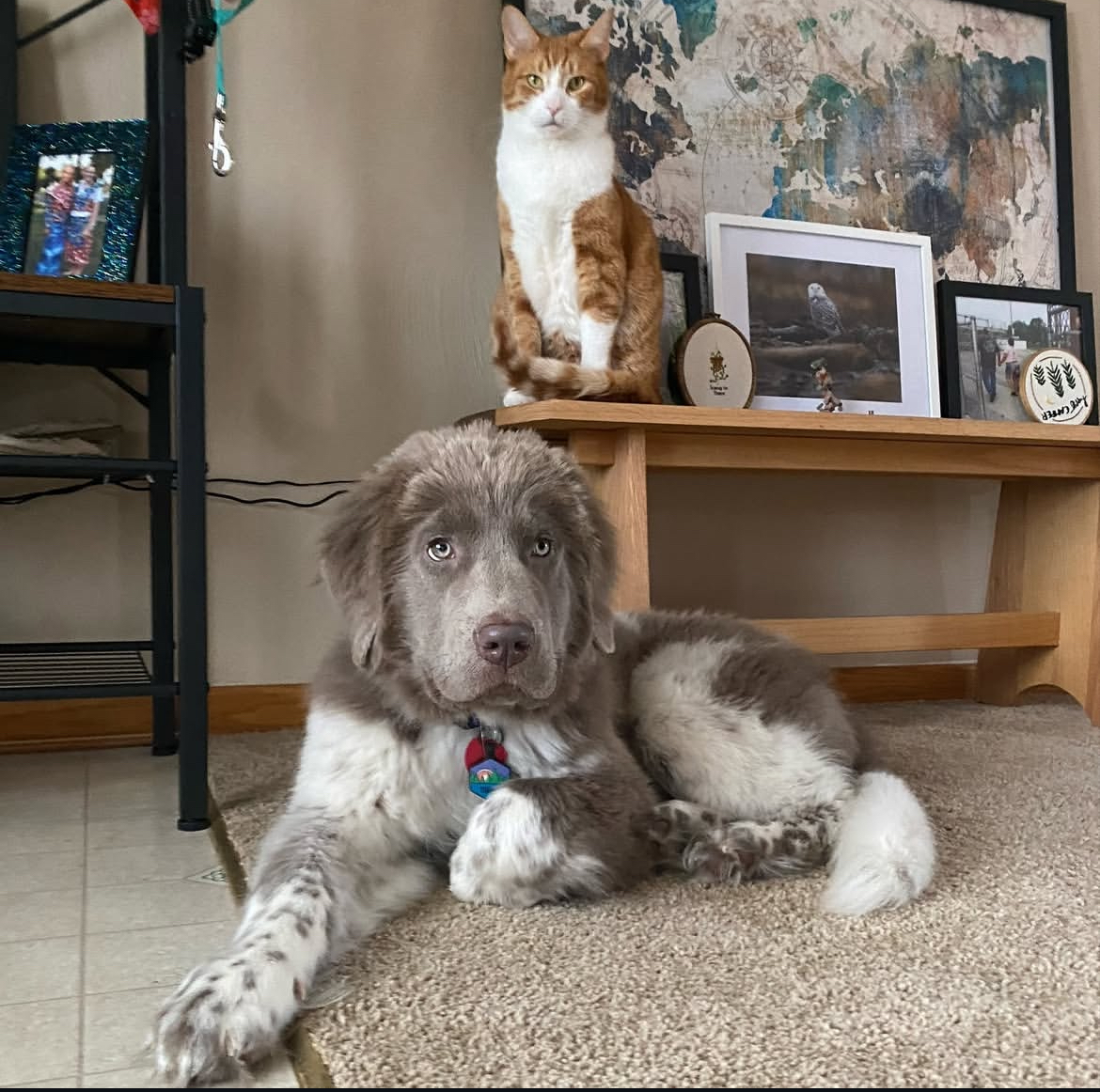 Read more about the article Do Newfoundland DogsShed?