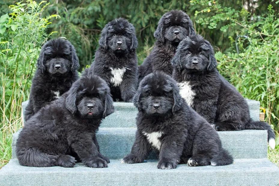 Read more about the article Do Newfoundland Puppies Shed? A Complete and Helpful Owner’s Guide